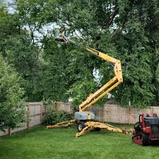 Best Root Management and Removal  in Nett, MO